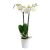 گلدان ارکیده سفید (سوئیس)